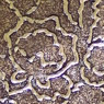Gold Azalea on Chocolate print