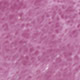 lavender neuvo swatch